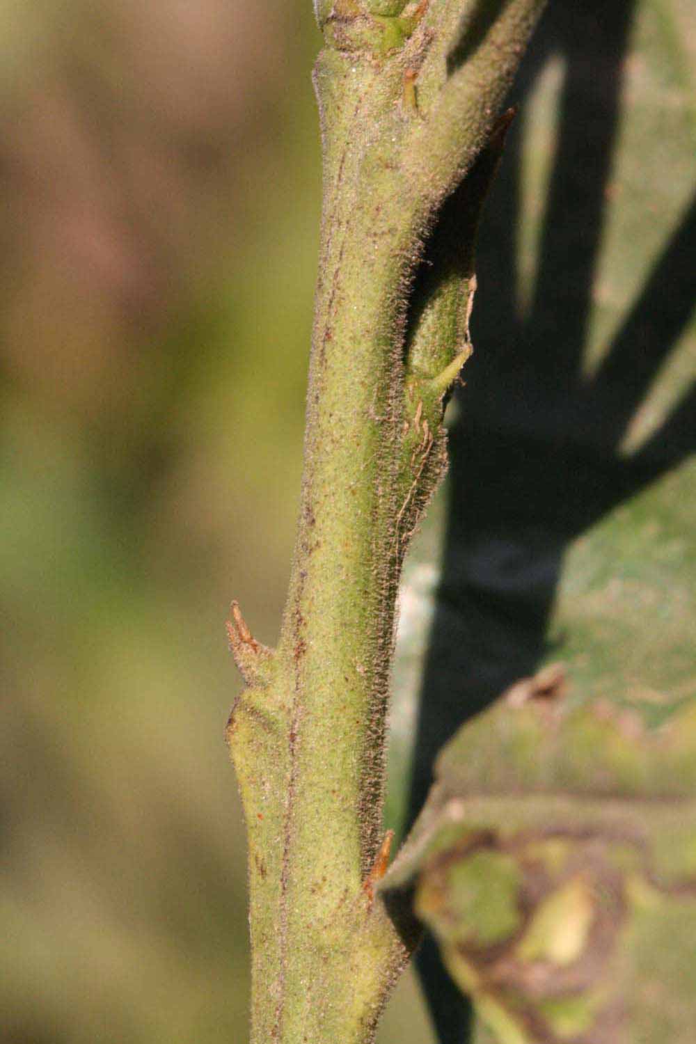              First year twig (Riverside, CA)       